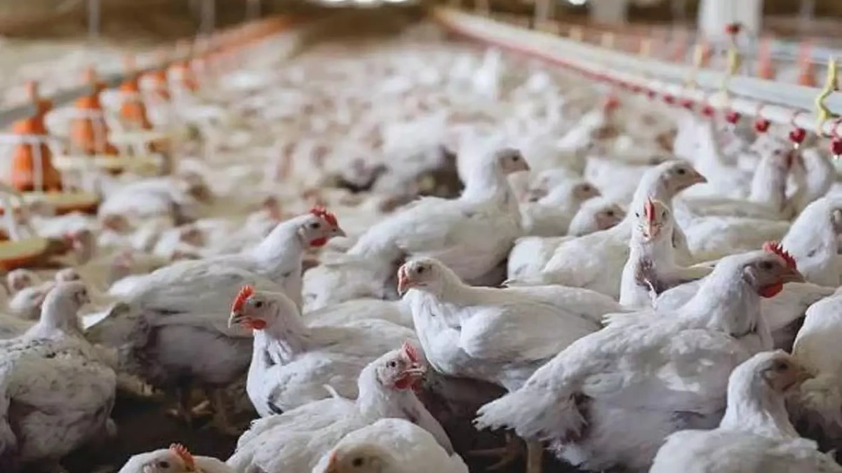 Health Dept Announcement on Bird Flu